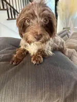 Moca, a female Yorkipoo for sale in Houston, TX – Photo 1 of 6