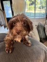 Moca, a female Yorkipoo for sale in Houston, TX – Photo 6 of 6