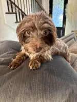 Moca, a female Yorkipoo for sale in Houston, TX – Photo 5 of 6