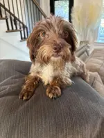 Moca, a female Yorkipoo for sale in Houston, TX – Photo 2 of 6