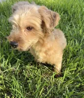 Beau , a male Morkie for sale in Houston, TX – 6 of 6