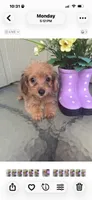Mica, a female Morkie for sale in Houston, TX – 6 of 9