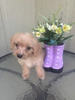 Bella, a female Morkie for sale in Houston, TX – 4 of 8