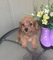 Mica, a female Morkie for sale in Houston, TX – 4 of 9
