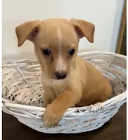 Alfie, a male Chihuahua for sale in Houston, TX – 2 of 6