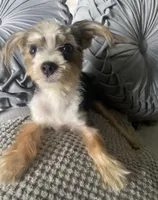 Lilly bell, a female Maltipoo for sale in Houston, TX – Photo 9 of 9