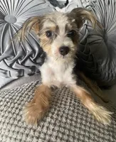 Lilly bell, a female Maltipoo for sale in Houston, TX – Photo 4 of 9