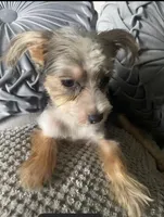 Lilly bell, a female Maltipoo for sale in Houston, TX – Photo 6 of 9