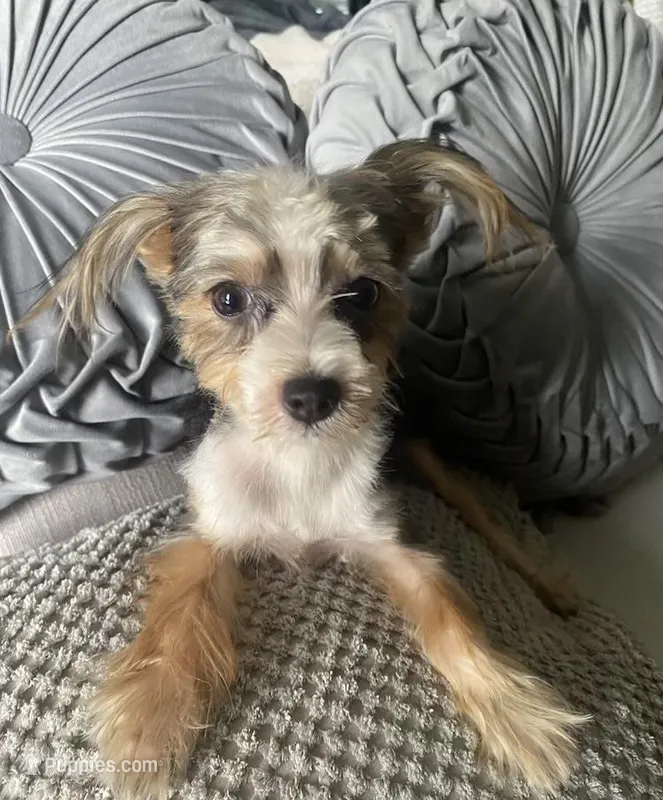 Lilly bell, a female Maltipoo for sale in Houston, TX – Photo 1 of 9