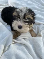 Lilly bell, a female Maltipoo for sale in Houston, TX – Photo 7 of 9