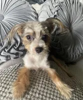 Lilly bell, a female Maltipoo for sale in Houston, TX – Photo 5 of 9