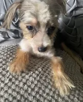 Lilly bell, a female Maltipoo for sale in Houston, TX – Photo 3 of 9