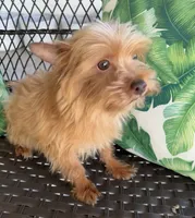 Guero , a male Morkie for sale in Houston, TX – 6 of 7