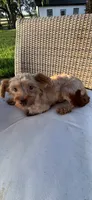 Cowby , a male Morkie for sale in Houston, TX – 6 of 6