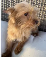Guero , a male Morkie for sale in Houston, TX – 2 of 7