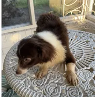 Shasta, a female Pomchi for sale in Houston, TX – 7 of 9