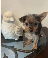 Buddy, a male Yorkshire Terrier for sale in Houston, TX – 6 of 7