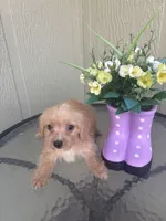 Bella, a female Morkie for sale in Houston, TX – 2 of 8
