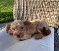 Cowby , a male Morkie for sale in Houston, TX – 4 of 6