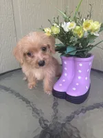 Bella, a female Morkie for sale in Houston, TX – 1 of 8