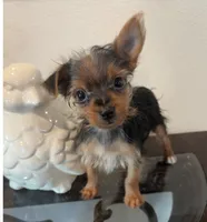 Buddy, a male Yorkshire Terrier for sale in Houston, TX – 1 of 7