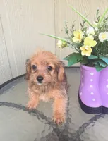 Mica, a female Morkie for sale in Houston, TX – 7 of 9