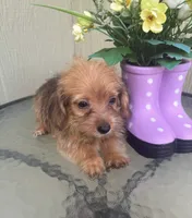 Mica, a female Morkie for sale in Houston, TX – 2 of 9