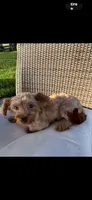 Cowby , a male Morkie for sale in Houston, TX – 5 of 6