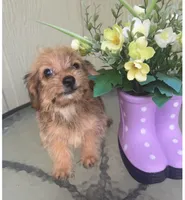 Mica, a female Morkie for sale in Houston, TX – 5 of 9