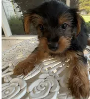 Milo, a male Yorkshire Terrier for sale in Houston, TX – 7 of 7