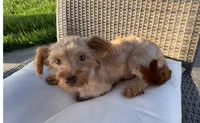 Cowby , a male Morkie for sale in Houston, TX – 3 of 6