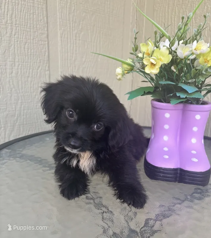 Bentley – Maltipoo puppy for sale in Houston, TX