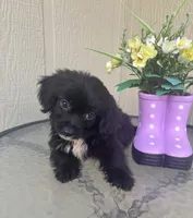 Bentley, a male Maltipoo for sale in Houston, TX – 1 of 9