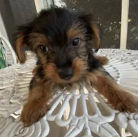Milo, a male Yorkshire Terrier for sale in Houston, TX – 4 of 7