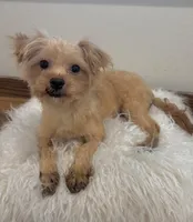 Finn, a male Maltipoo for sale in Houston, TX – 4 of 6