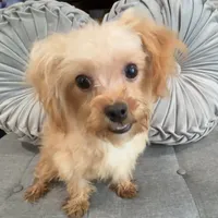 Finn, a male Maltipoo for sale in Houston, TX – Photo 6 of 8