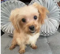 Finn, a male Maltipoo for sale in Houston, TX – Photo 6 of 8