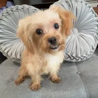 Finn, a male Maltipoo for sale in Houston, TX – Photo 1 of 8