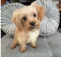 Finn, a male Maltipoo for sale in Houston, TX – Photo 1 of 8