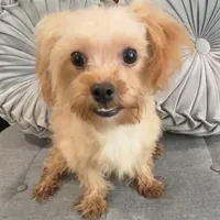 Finn, a male Maltipoo for sale in Houston, TX – Photo 7 of 8