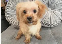 Finn, a male Maltipoo for sale in Houston, TX – Photo 7 of 8