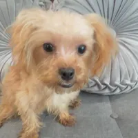 Finn, a male Maltipoo for sale in Houston, TX – Photo 2 of 8