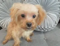 Finn, a male Maltipoo for sale in Houston, TX – Photo 2 of 8