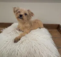 Finn, a male Maltipoo for sale in Houston, TX – 5 of 6