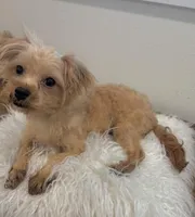 Finn, a male Maltipoo for sale in Houston, TX – 2 of 6