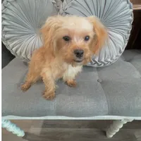 Finn, a male Maltipoo for sale in Houston, TX – Photo 5 of 8