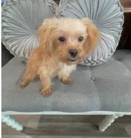 Finn, a male Maltipoo for sale in Houston, TX – Photo 5 of 8