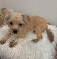 Finn, a male Maltipoo for sale in Houston, TX – 6 of 6