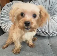 Finn, a male Maltipoo for sale in Houston, TX – Photo 8 of 8