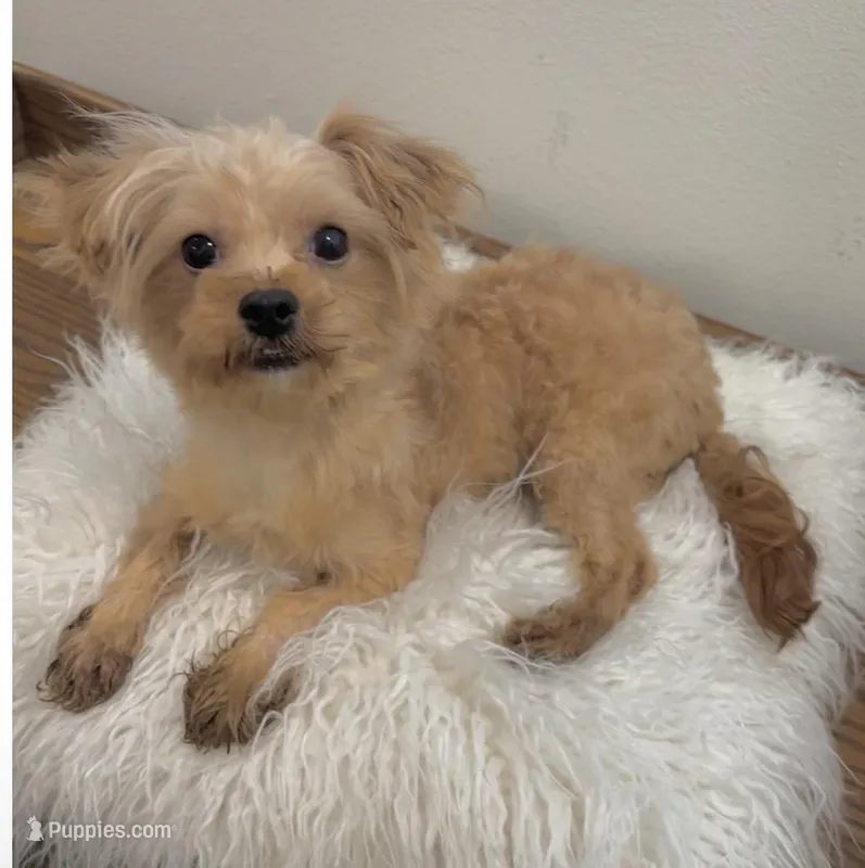 Finn – Maltipoo puppy for sale in Houston, TX
